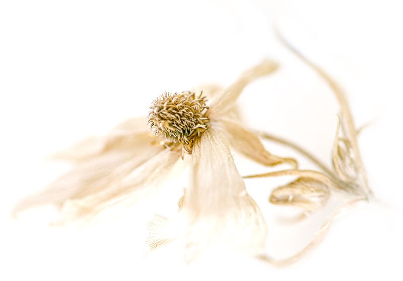 aromaterapia blog